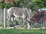 Zebra 1